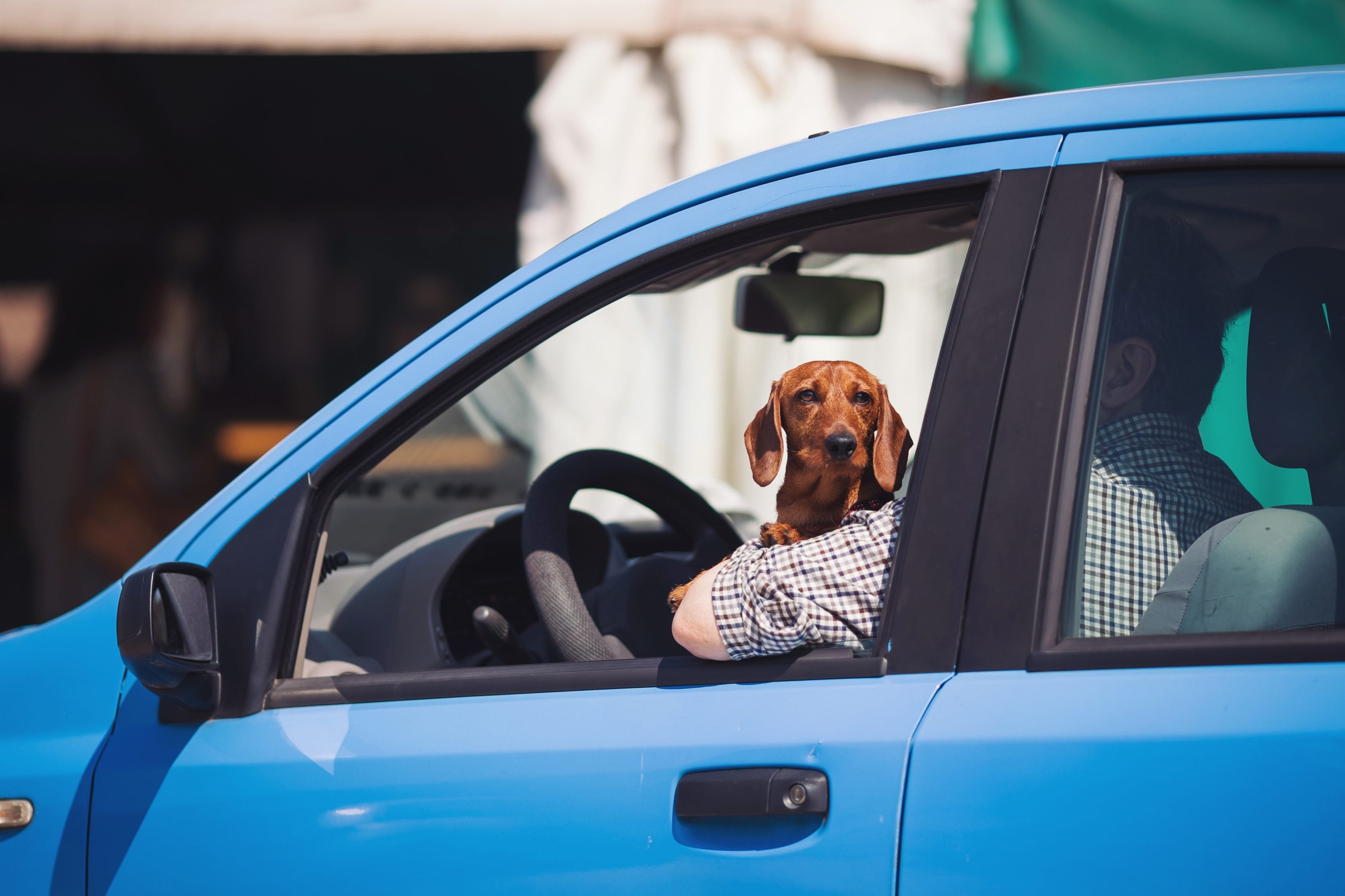 Homem dirigindo seu carro com um cachorro no colo     