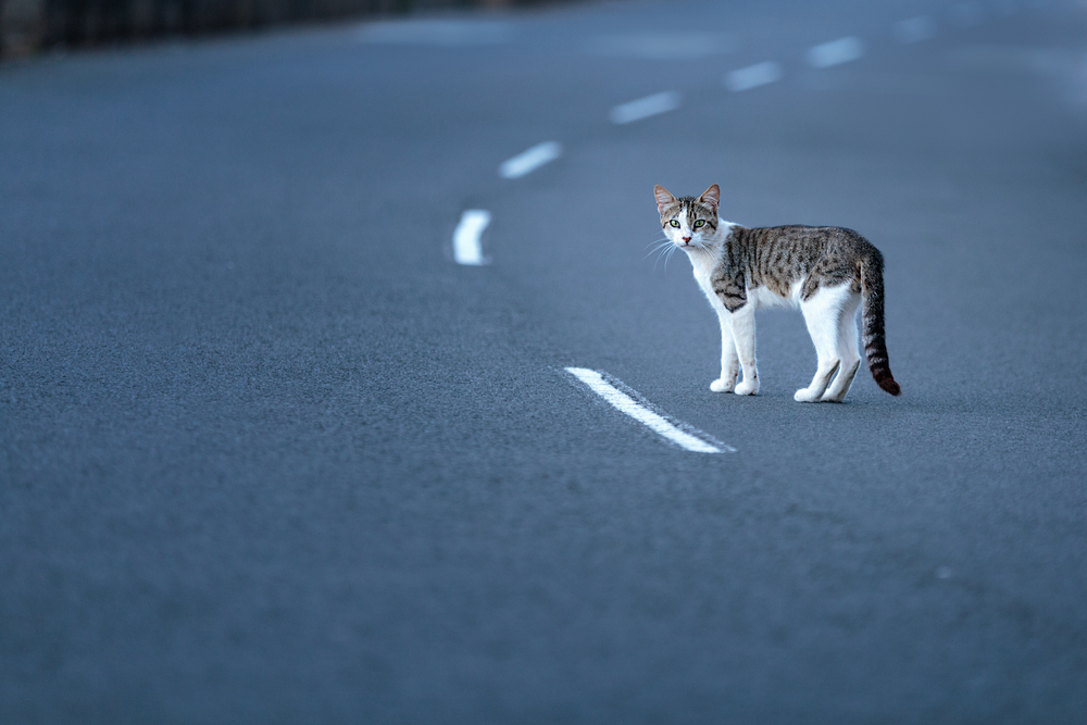 Gato na estrada