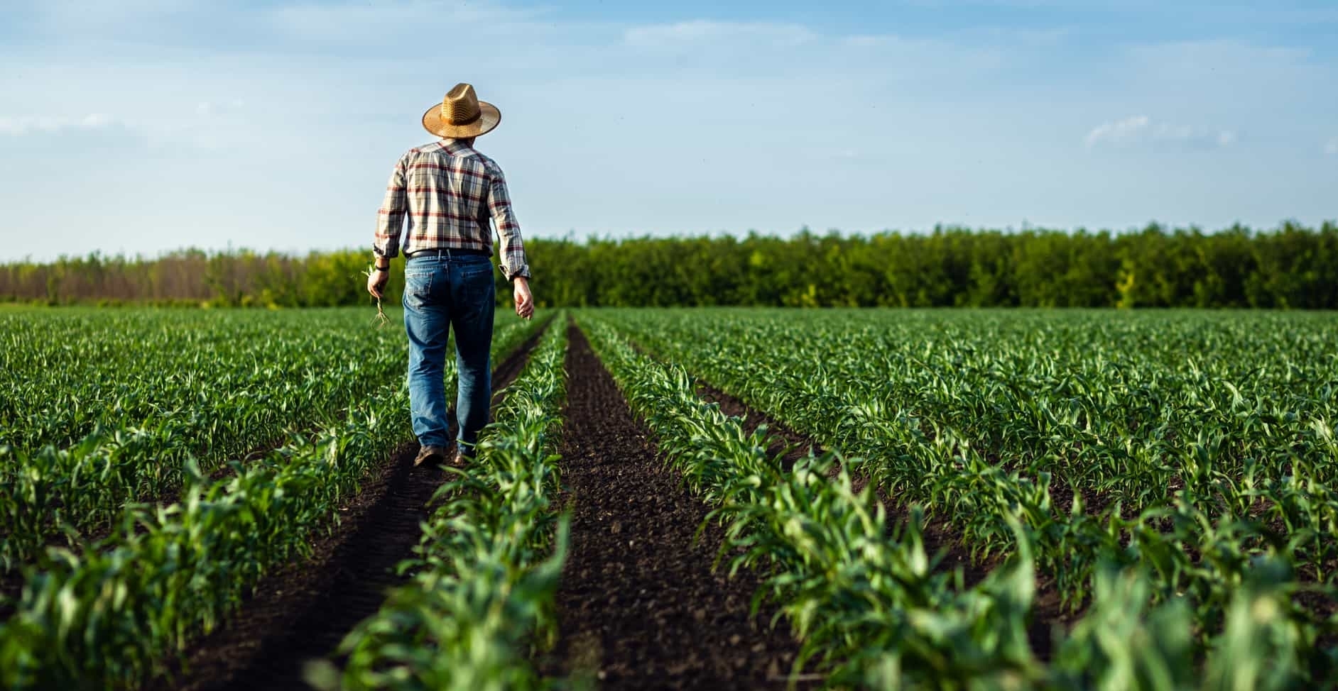Fazendeiro andando em uma plantação
