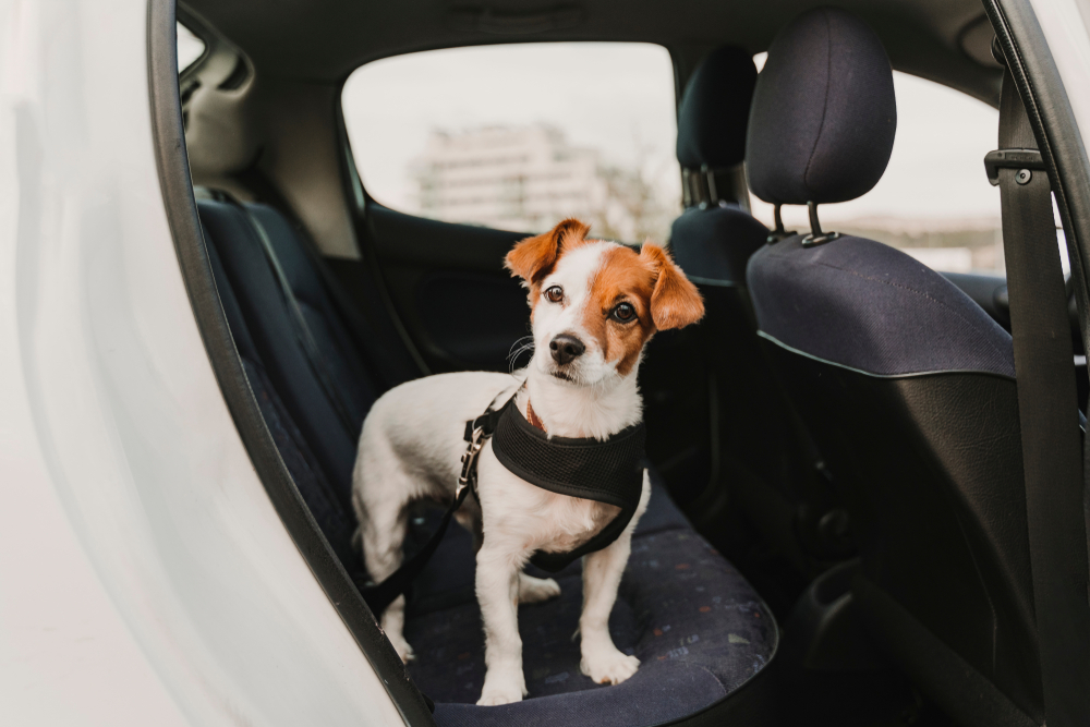Cachorro no banco de trás do carro, preso pela guia