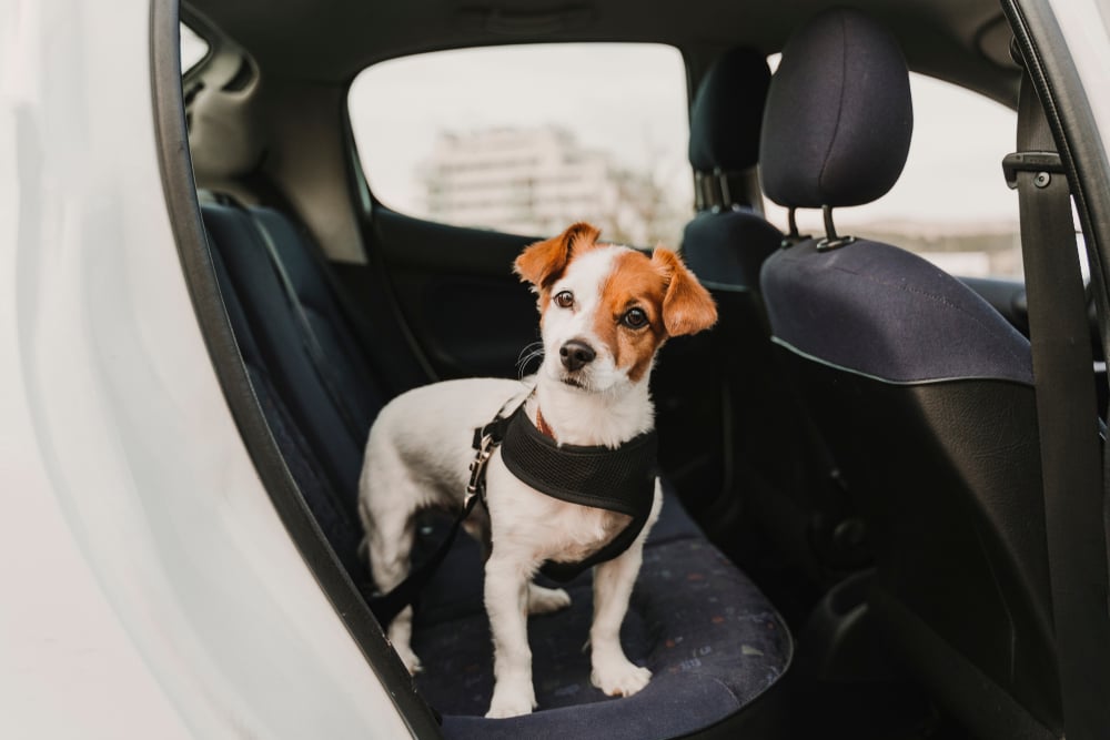 Cachorro no banco de trás do carro, preso pela guia