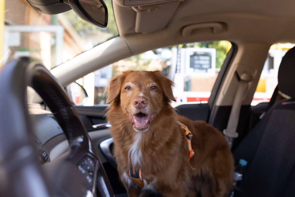 Cachorro no banco do passageiro do carro