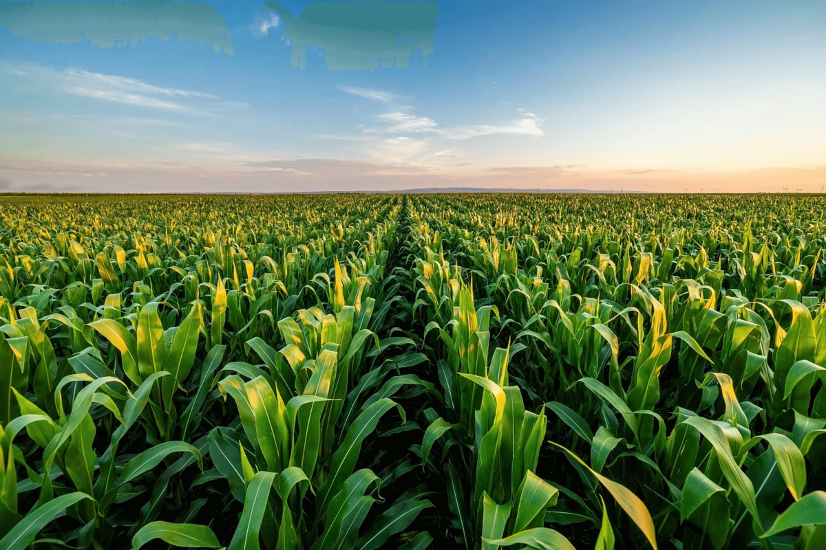 Campo de plantação de milho