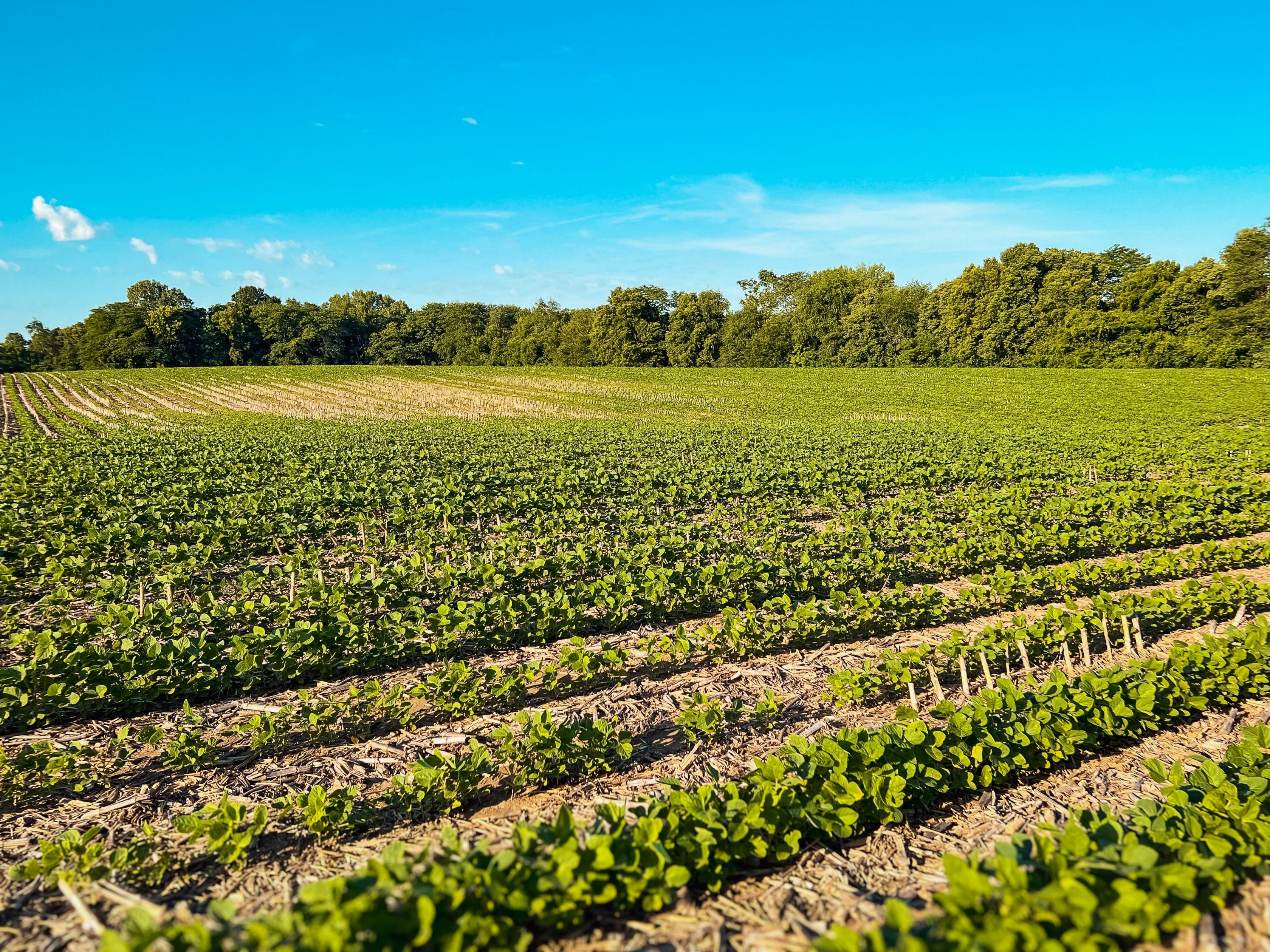 Plantação vista de cima