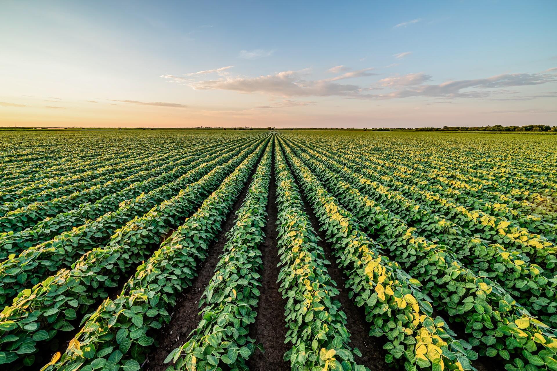 Plantação de soja vista de cima