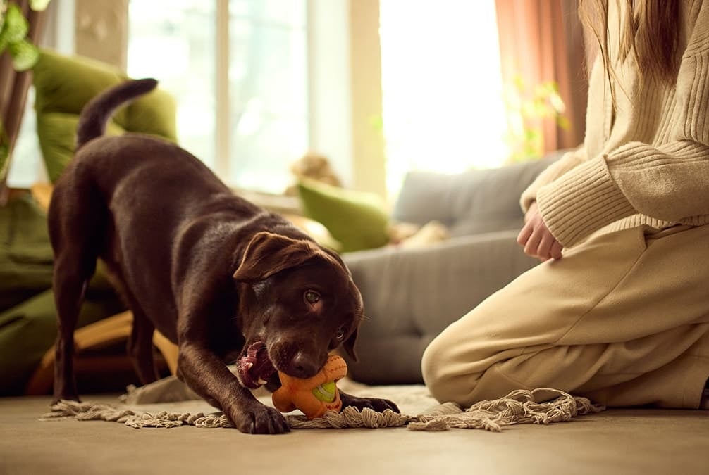Mulher brincando em casa com seu cachorro