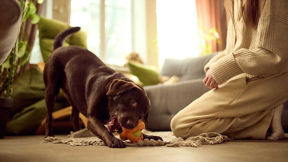 Mulher brincando em casa com seu cachorro