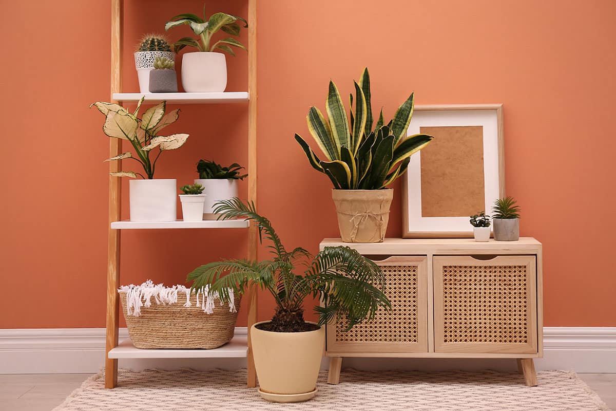 Ambiente de casa decorado com plantas