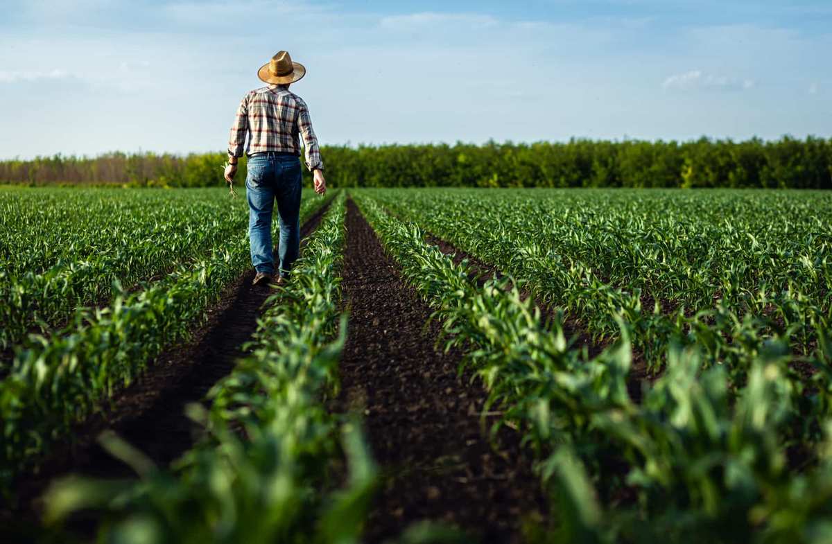 Seguro agro: como escolher a melhor opção para sua propriedade