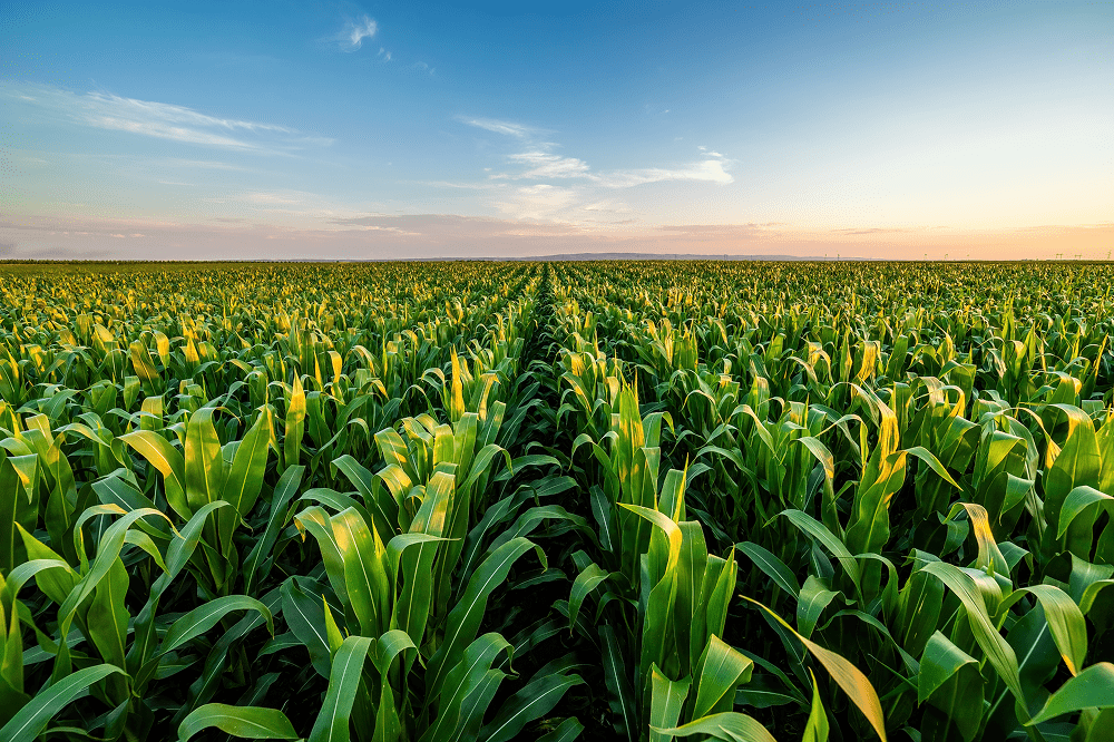 Campo de plantação de milho