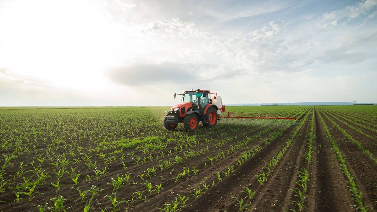 Tratos fertilizando o campo 