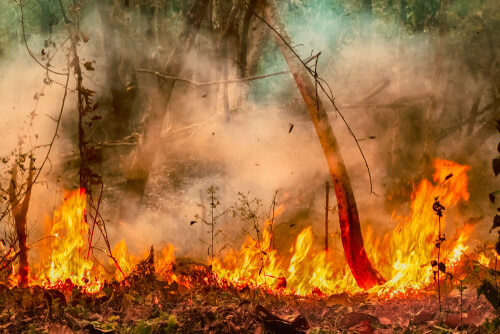 Incêndios Florestais: Guia Estratégico de Gestão de Riscos para Empresas