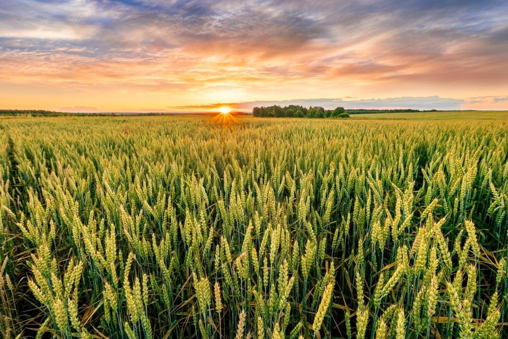 Imagem de equipamentos agrícolas no campo representando cultivo