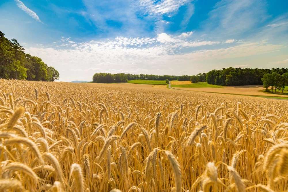 Propriedades Rurais – Penhor Rural