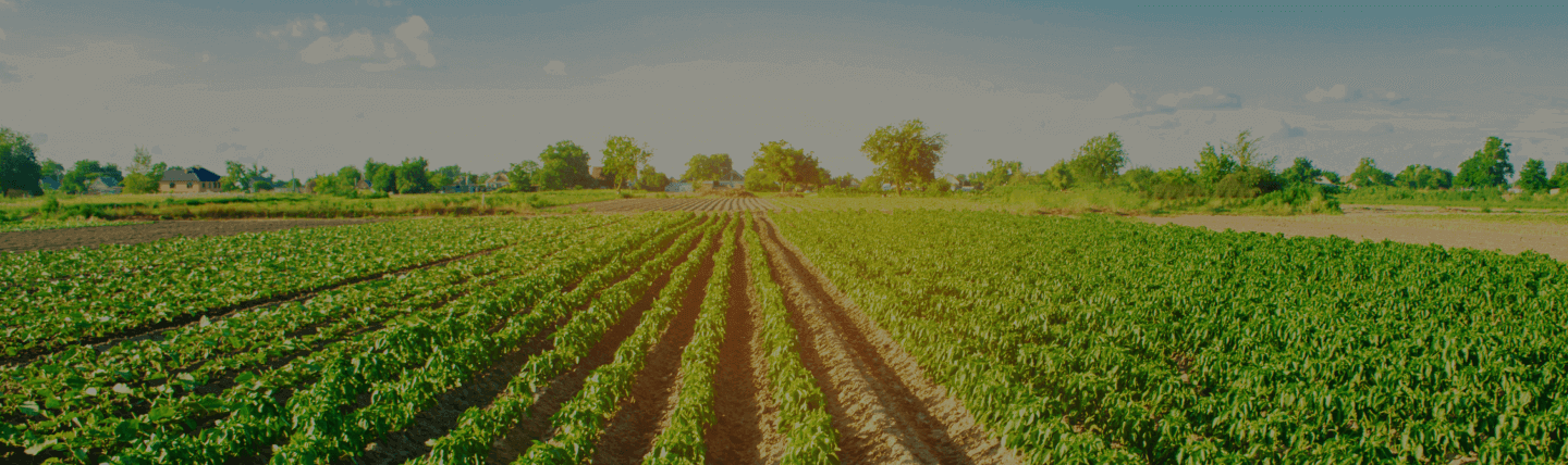 Imagem de uma lavoura que está no banner da seção "Allianz Propriedades Rurais"