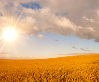 Pôr do sol em um campo de plantação