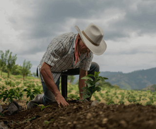 Fazendeiro no meio da plantação fazendo o cultivo da uma planta