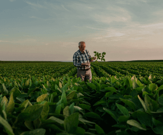 Idoso fazendeiro no meio do campo verificando uma planta