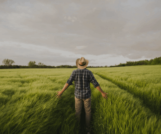 Fazendeiro no meio do campo acariciando as plantas